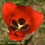 Tulipa planifolia Λουλούδι