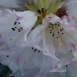 Rhododendron pudorosum Flor