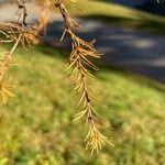 Larix decidua পাতা