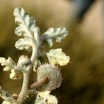 Neurada procumbens Blad