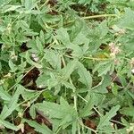 Althaea cannabina ശീലം