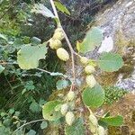 Alnus alnobetula Liść
