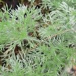 Cotula hispida Hoja