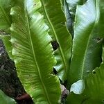 Asplenium scolopendrium Lapas