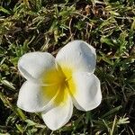 Plumeria albaFlower