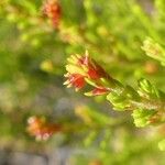 Erica comorensis Hoja