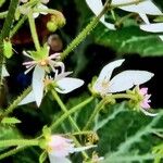 Saxifraga stolonifera Λουλούδι