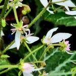 Saxifraga stolonifera Flower