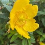 Hypericum patulum 花