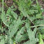 Amorpha canescens Blad