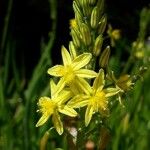 Bulbine bulbosa Çiçek