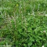 Artemisia atrata Staniste