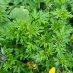 Bidens ferulifolia Levél
