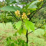 Senna papillosa Flower