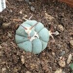 Echinocactus horizonthalonius Folha