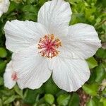 Hibiscus arnottianusBlüte