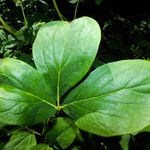 Paeonia obovata 叶