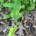 Andersonglossum virginianum Folha