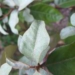 Elaeagnus pungens Leaf