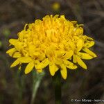 Chaenactis glabriuscula Blomma