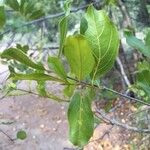 Combretum apiculatum Blatt