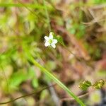 Drosera rotundifolia Kukka