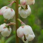 Pyrola media Flower