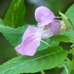 Impatiens glanduliferaDeilen