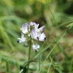 Astragalus alpinus Blomma