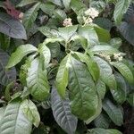 Psychotria luxurians Blatt