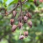 Enkianthus campanulatus 果實