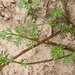 Anisosciadium orientale Likasa