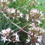 Crassula sarmentosa Flower