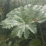 Gunnera tinctoriaBlad