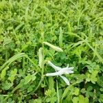 Dipcadi concanense Lorea