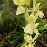 Orchis provincialis Bloem