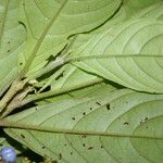 Bertiera bracteosa Leaf