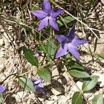 Vinca herbacea Květ