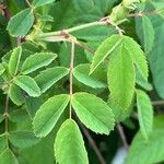Rosa micrantha Leaf