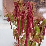 Amaranthus caudatus Blüte