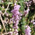 Calluna vulgarisFlower