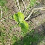 Viburnum carlesii Leaf