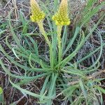 Bulbine abyssinica Hábito