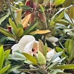 Magnolia grandifloraফুল