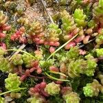 Sedum anglicum Fuelha