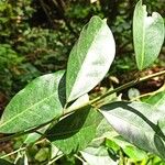 Trilepisium madagascariense Blatt