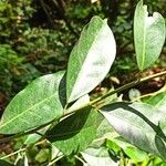 Trilepisium madagascariense Leht