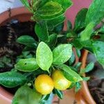 Citrus × microcarpa 果