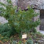 Crataegus germanica Habit