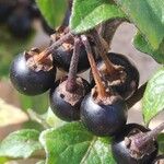 Solanum nigrum Frugt